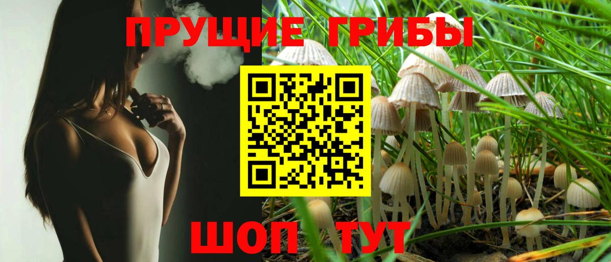 Галлюциногенные грибы Psilocybe Курчатов